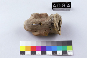 a BASA object